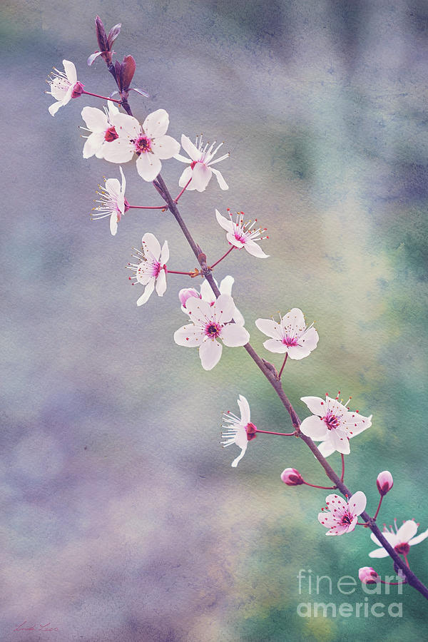 Flower Photograph - Spring Splendor by Linda Lees