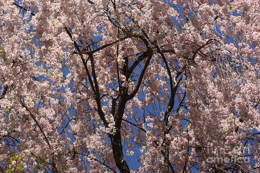 Spring Splendor Photograph by Smilin Eyes Treasures