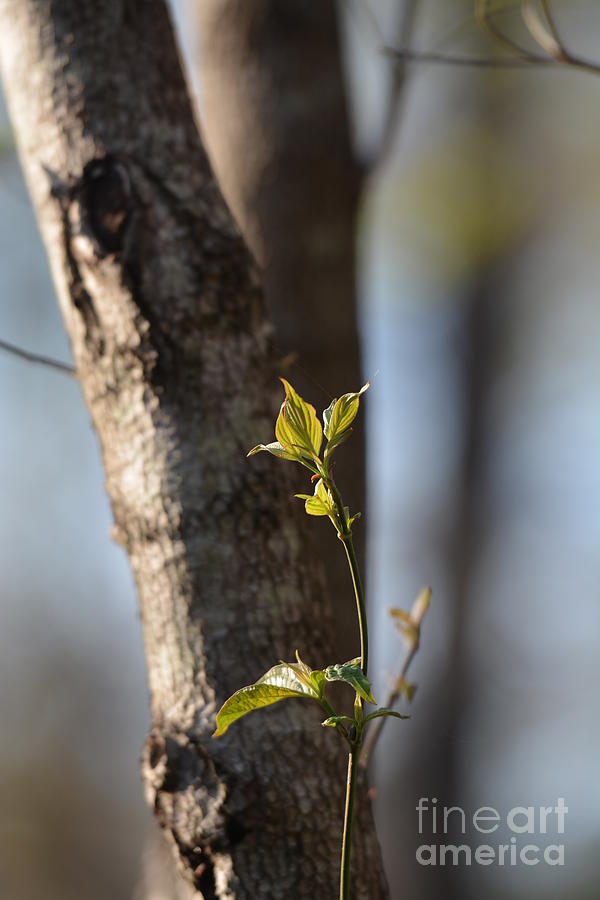 Spring Sprout Photograph by Maria Urso