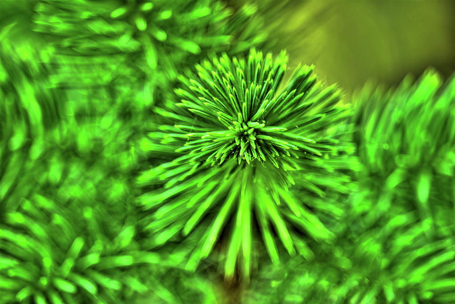 Spring Spruce Branch Photograph by Dale Kauzlaric
