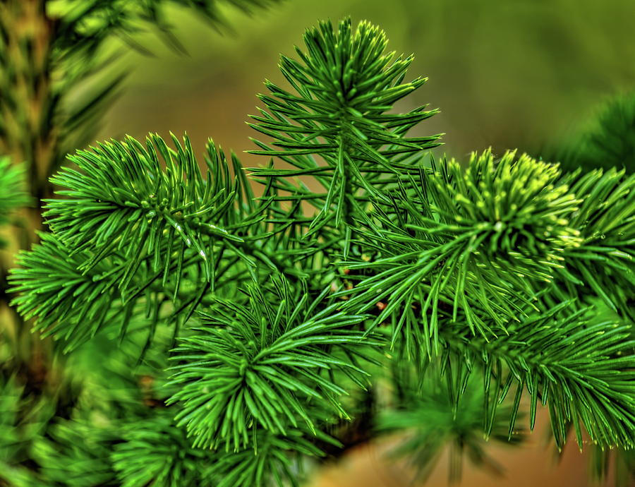 Spring Spruce Cluster Photograph by Dale Kauzlaric
