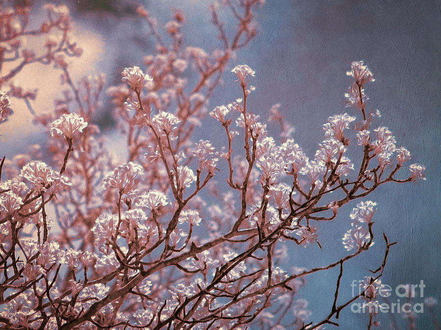 Spring sprung Photograph by Izet Kapetanovic