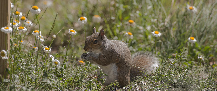 Spring Squirrel Photograph by Diane Giurco