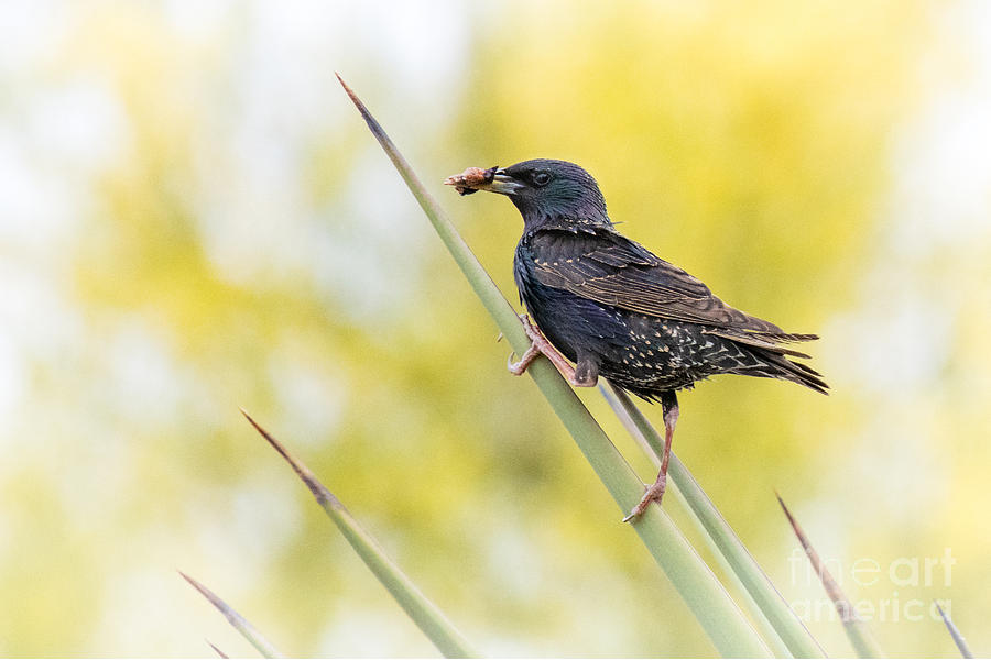 Spring Starling Photograph by Lisa Manifold