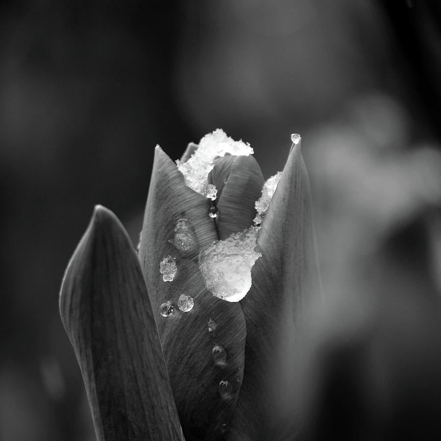 Black And White Photograph - Spring start by Silke Brubaker