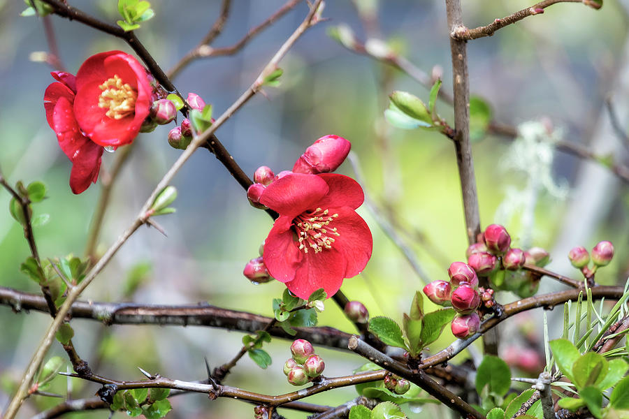 Spring Starts with Quince Photograph by Belinda Greb