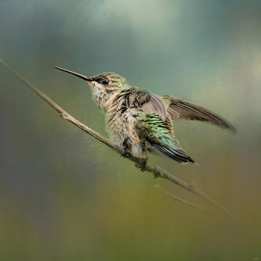 Bird Photograph - Spring Storm Hummingbird by Jai Johnson