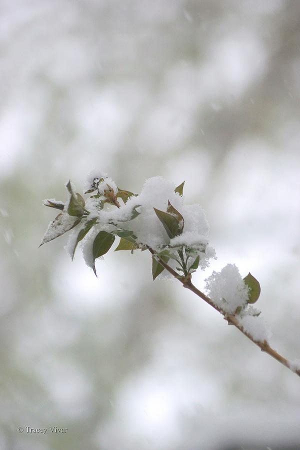 Spring Storm on Lilac Bush Photograph by Tracey Vivar