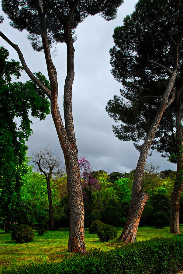 Tree Photograph - Spring Storm over Park Retiro by Georgia Nick