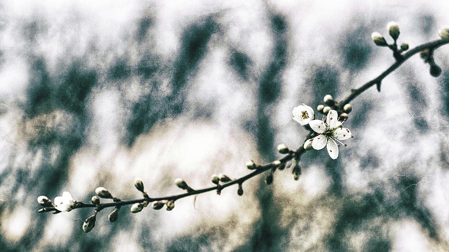 Spring Story 3 Photograph by Jaroslav Buna