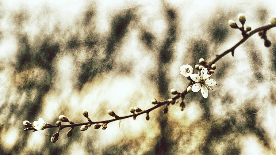 Spring Story Photograph by Jaroslav Buna