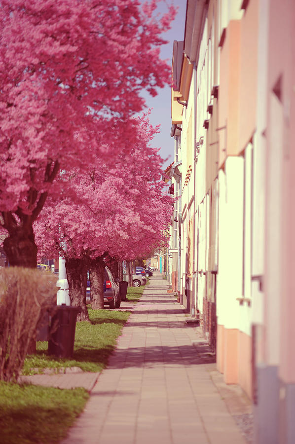 Spring Street with Pink Blooming Cherry Trees Photograph by Jenny Rainbow