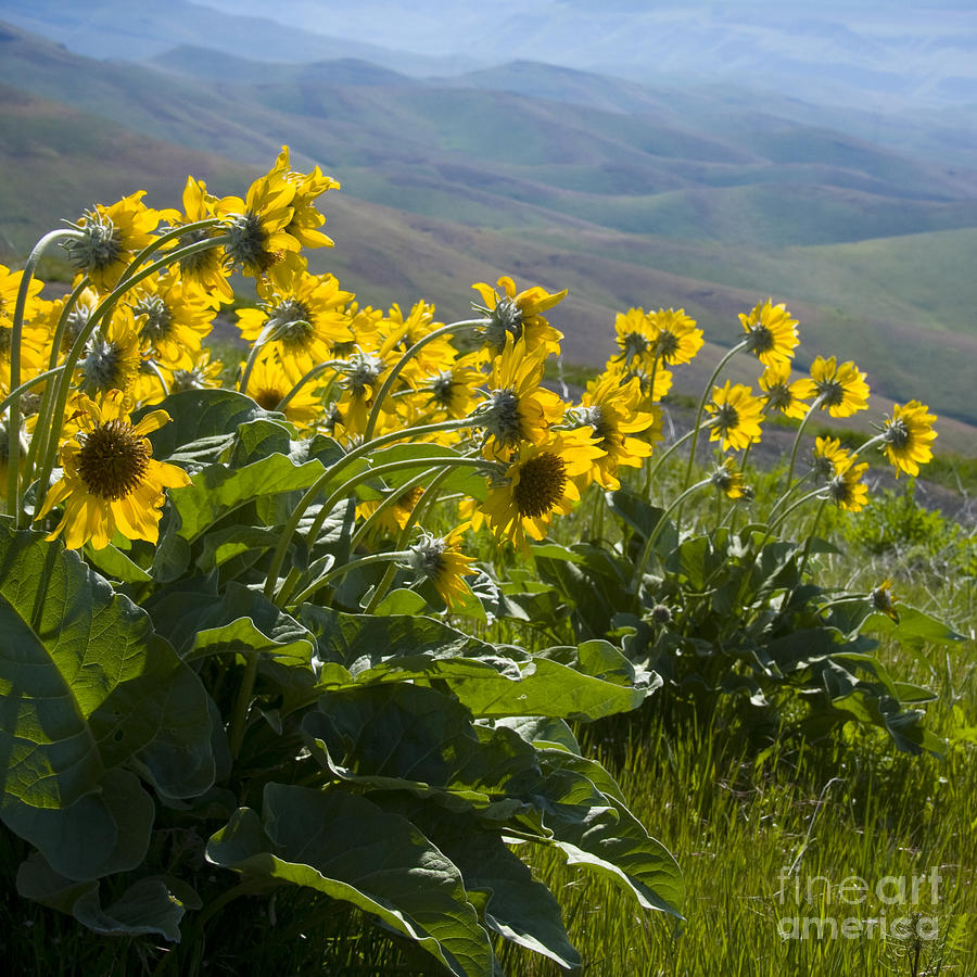 Spring Photograph - Spring Sunflowers by Idaho Scenic Images Linda Lantzy