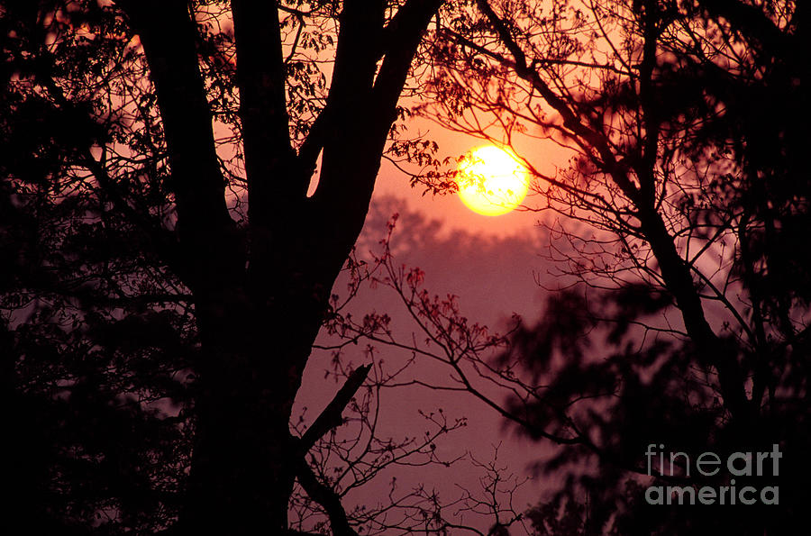 Tree Photograph - Spring Sunrise through Trees by Thomas R Fletcher