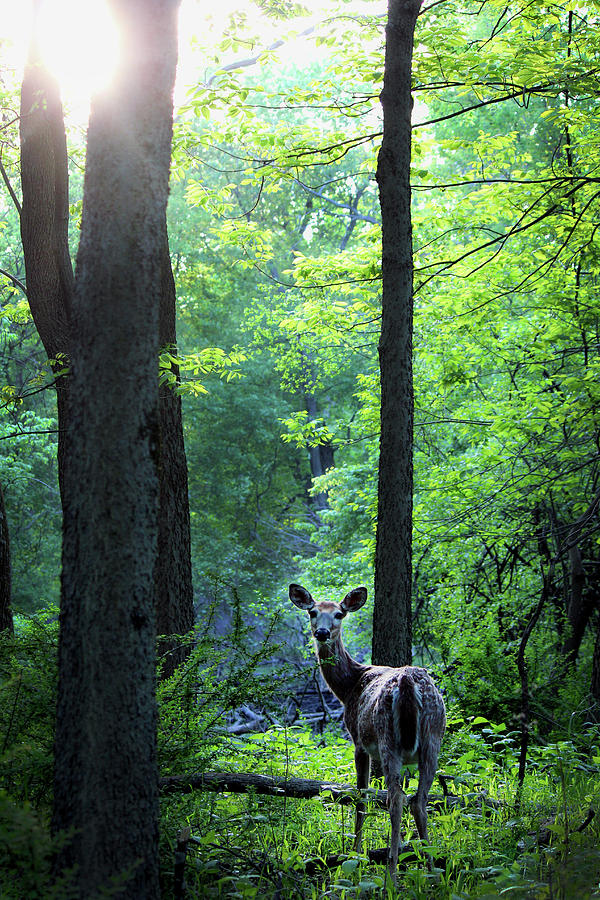 Spring Sunset On White-tailed Doe Photograph