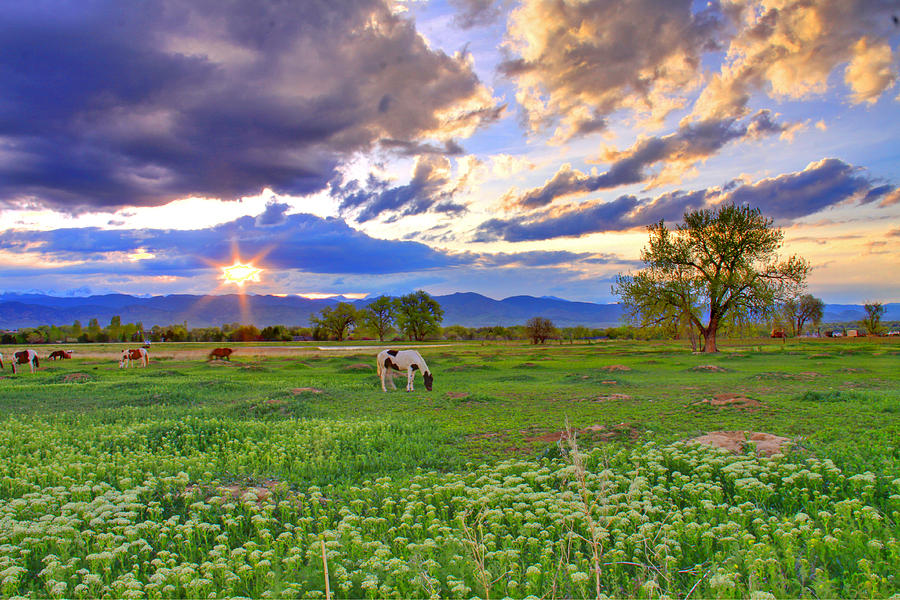 Flower Photograph - Spring Sunset Over The Rockies by Scott Mahon