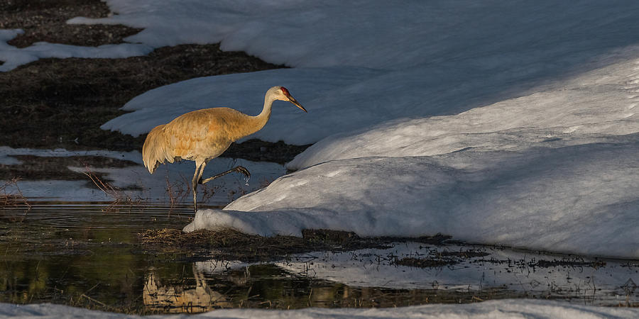 Spring Sunset With Sandhill Crane Photograph by Yeates Photography