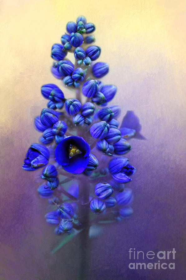 Flower Photograph - Spring Sunshine on Blue by Kaye Menner