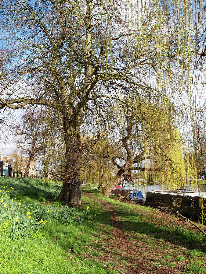 Spring Sunshine on Cambridge Riverbank Photograph by Gill Billington