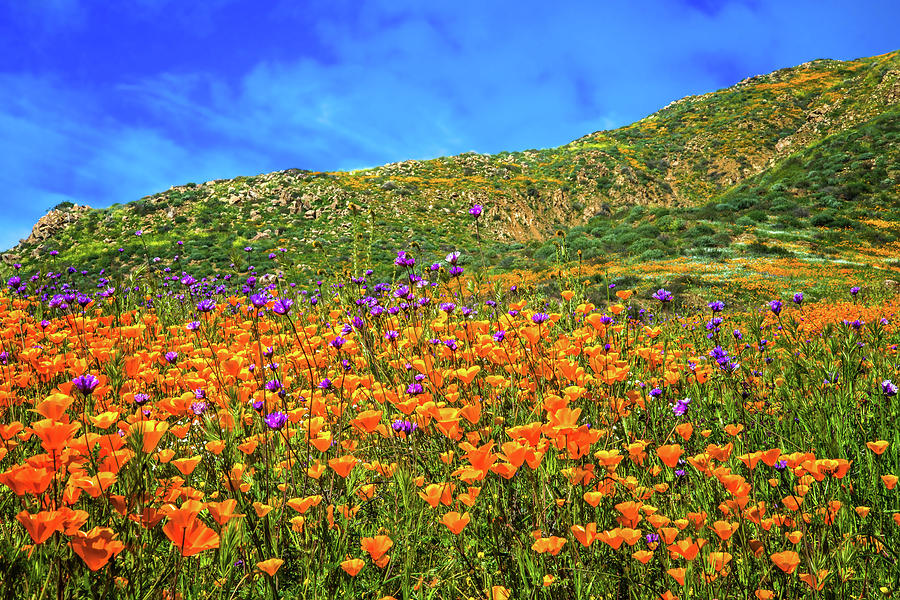 Spring Photograph - Spring Superbloom in Walker Canyon by Lynn Bauer