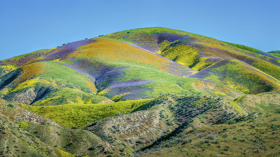 Carrizo Plain Photograph - Spring Superbloom by Joseph Smith Carrizo Plain Photograph - Spring Superbloom by Joseph Smith