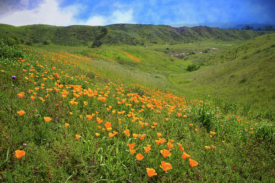 Spring Superbloom Poppies in Ventura County Photograph by Lynn Bauer