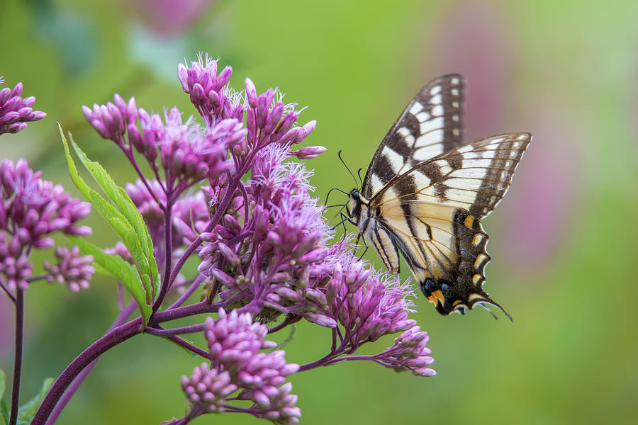 Spring Swallowtail Photograph by White Mountain Images