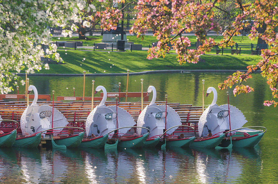 Spring Swan Boats Photograph by Mike Ste Marie