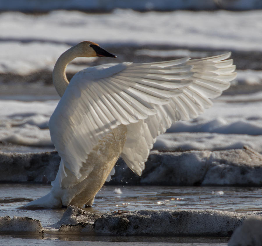 Swan Photograph - Spring Swan by Dee Carpenter