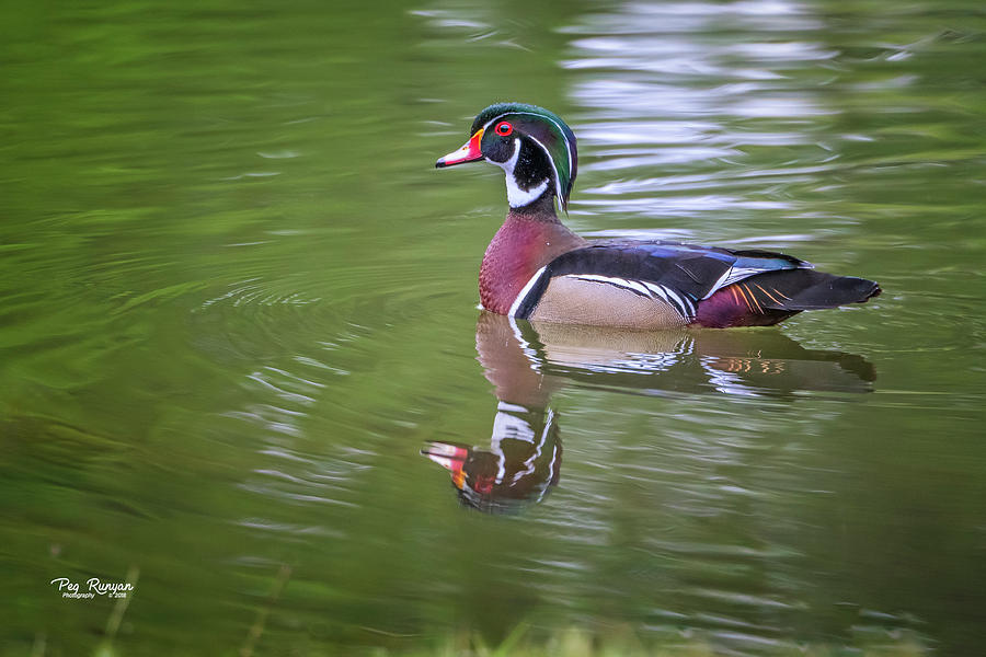 Duck Photograph - Spring Swim by Peg Runyan
