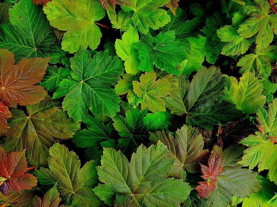 Spring Sycamore Leaves Photograph By Colin Drysdale