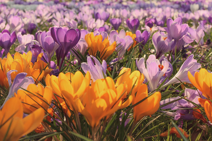 Flower Photograph - Spring Symphony Of Crocuses by Gerlya Sunshine