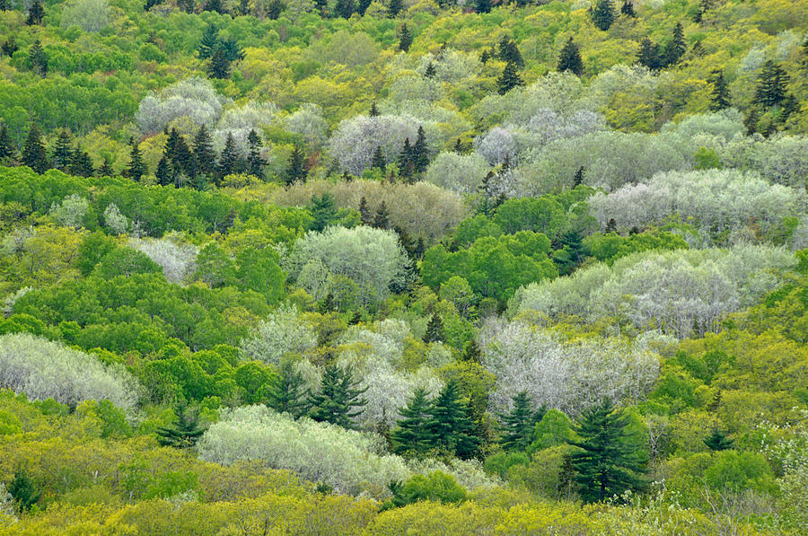 Spring Tapestry Photograph by Irwin Barrett
