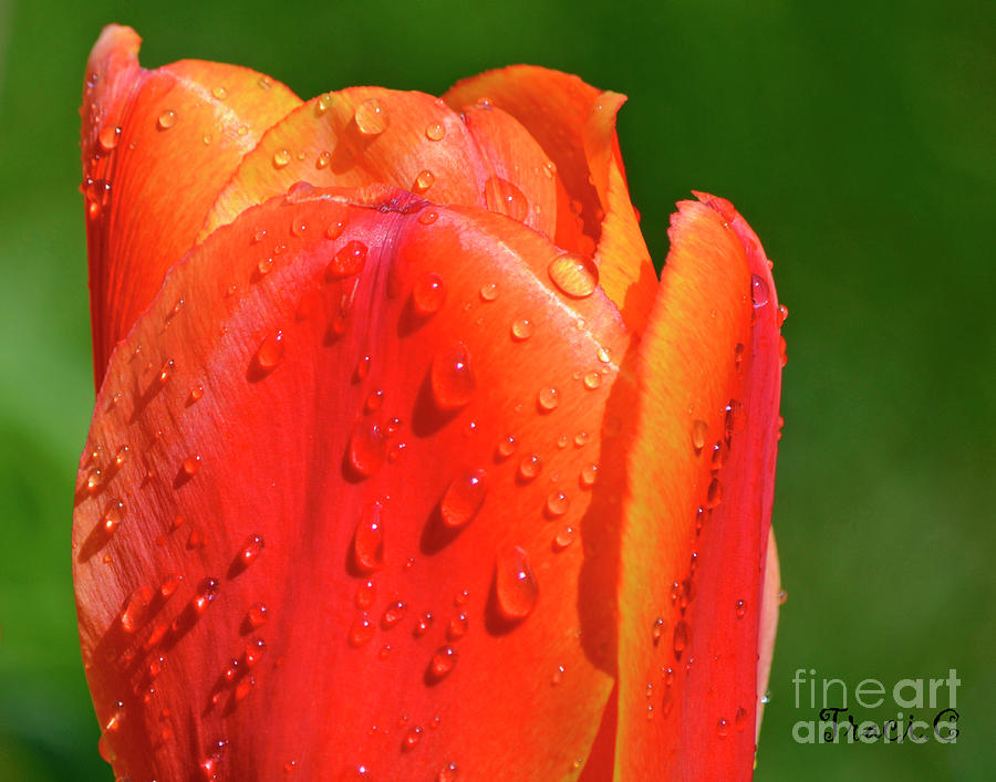Spring Tears Photograph by Traci Cottingham