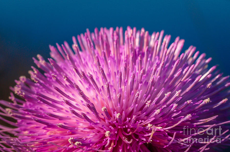 Spring Thistle in Bloom Photograph by Tom Claud