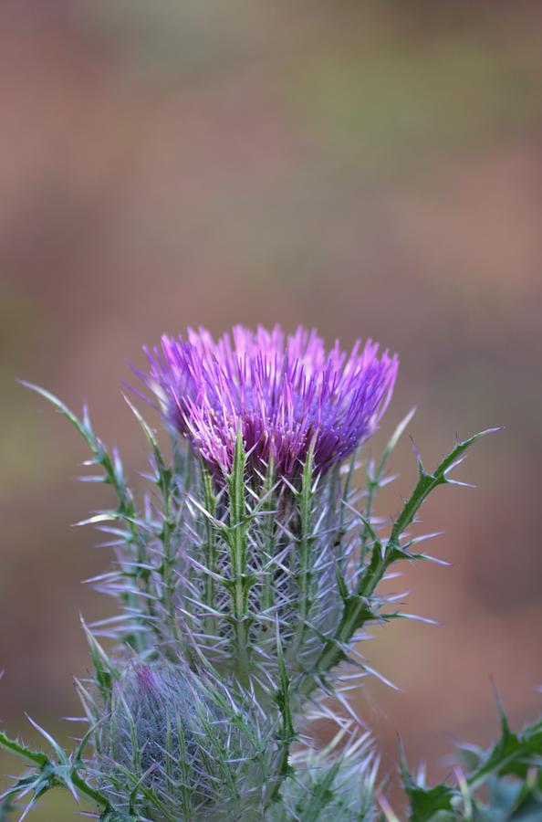 Spring Thistle Light Photograph by Warren Thompson