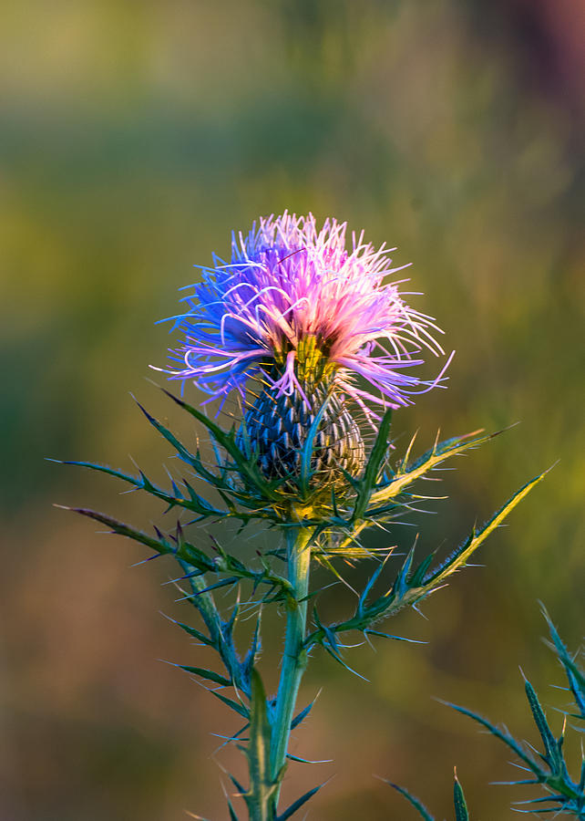 Spring Thistle Photograph by Tom Potter