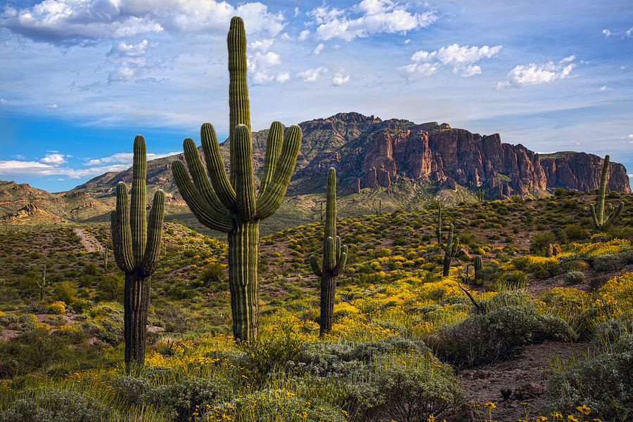 Mountain Photograph - Spring time at the superstitions by Dave Dilli