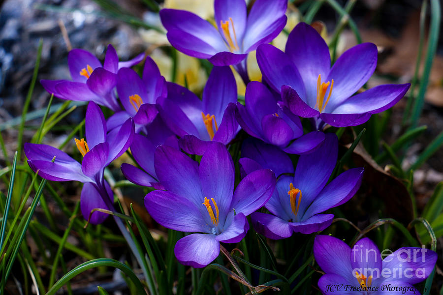 Spring time Crocus Photograph by JCV Freelance Photography LLC