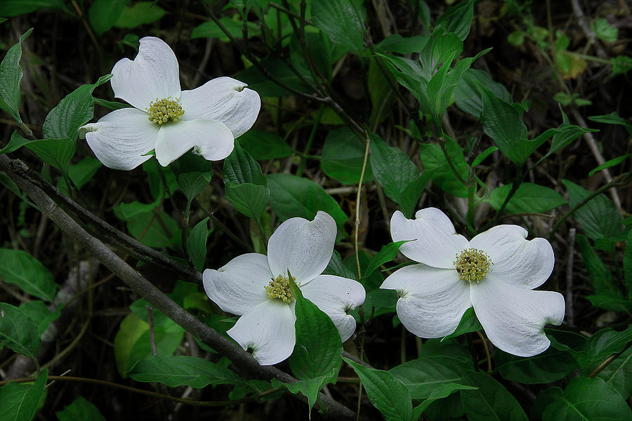 Spring Time Dogwood Photograph by Mike Eingle