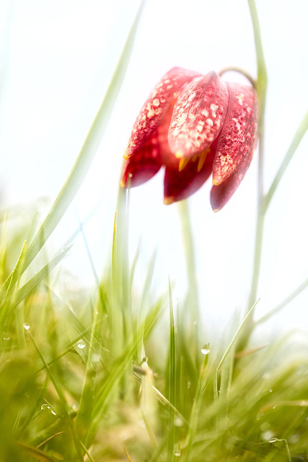 Spring Time Dreams Photograph by Dirk Ercken