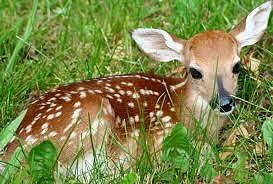Deer Photograph - Spring Time Fawn by Bailey Reed