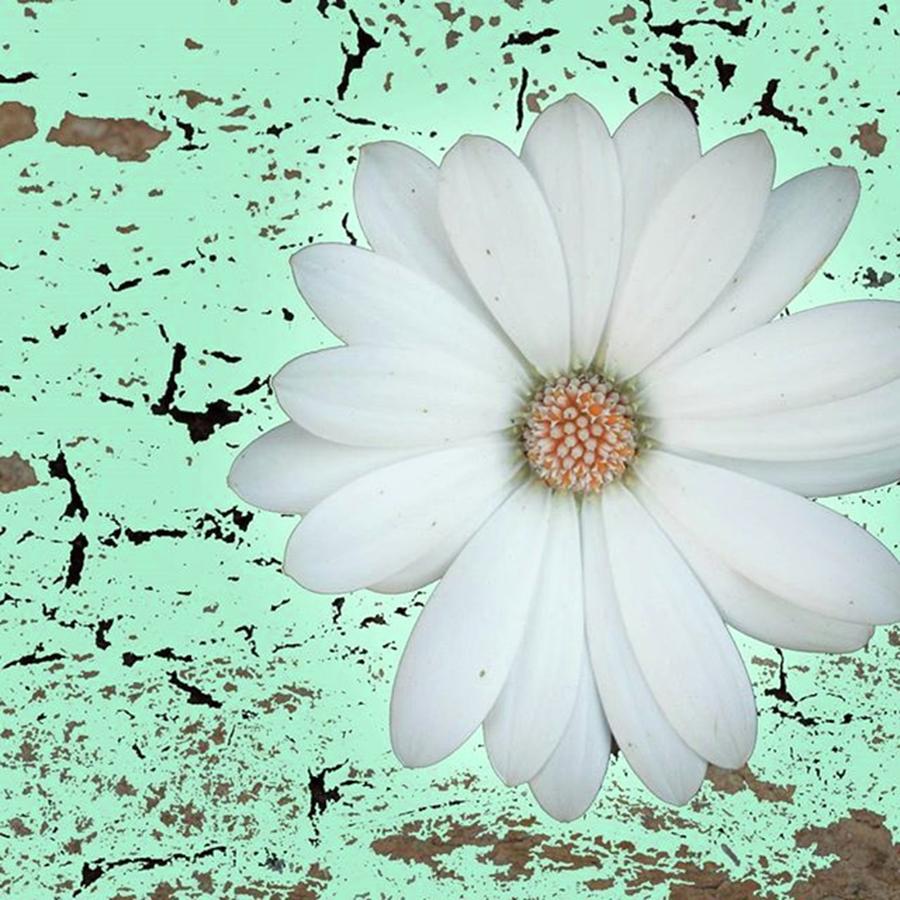 Flower Photograph - Abstract Daisy  by Ana Prego