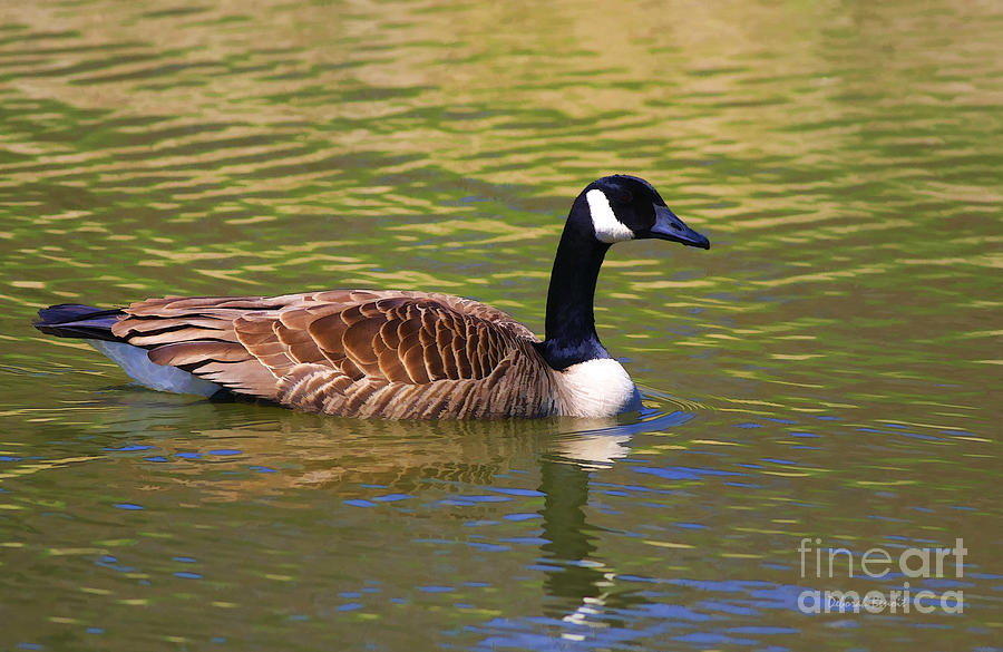 Spring Time Goose Photograph by Deborah Benoit
