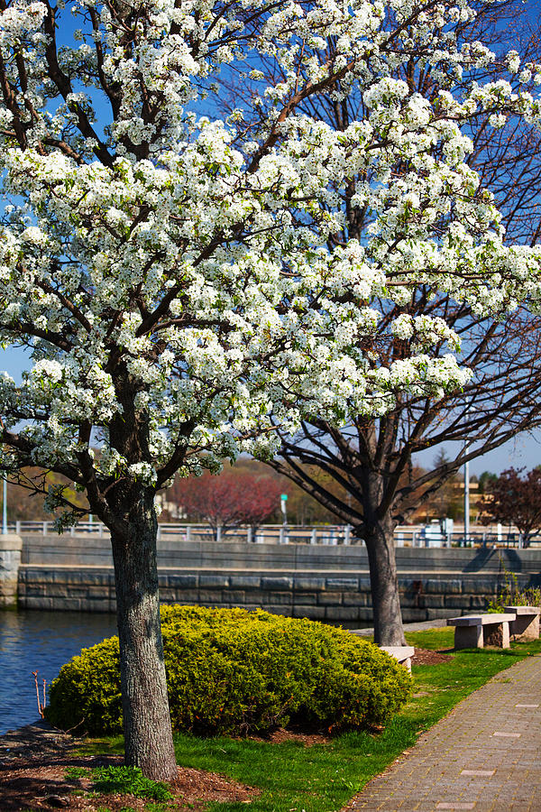 Tree Photograph - Spring Time In Westport by Karol Livote