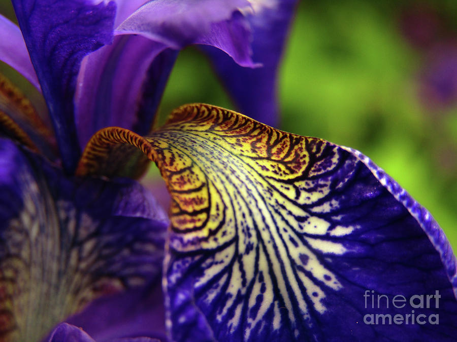 Spring Time Iris 3 Photograph by Kim Tran