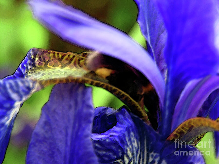 Iris Photograph - Spring Time Iris 4 by Kim Tran