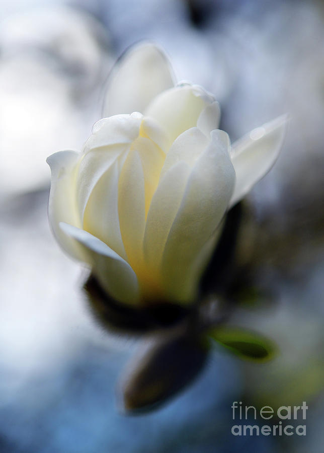 Spring Time Magnolia Bloom  Photograph by Terry Elniski