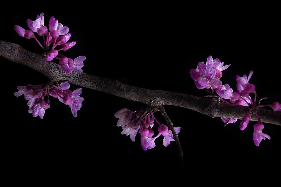 Spring Time Redbud 1 Photograph by Mike Eingle