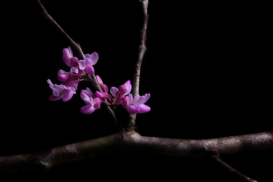 Spring Time Redbud 2 Photograph by Mike Eingle